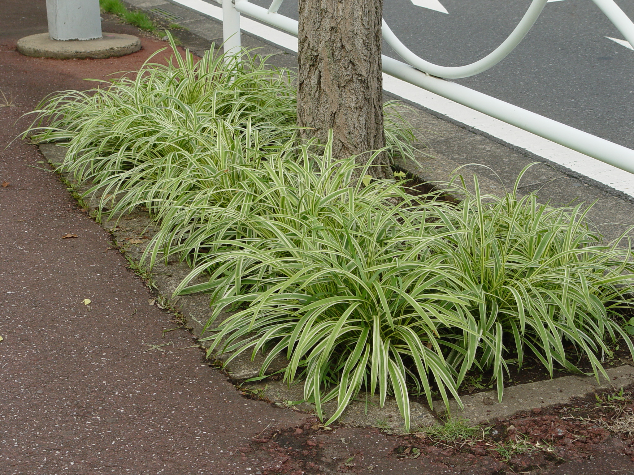 Liriope platyphylla 'Variegata'